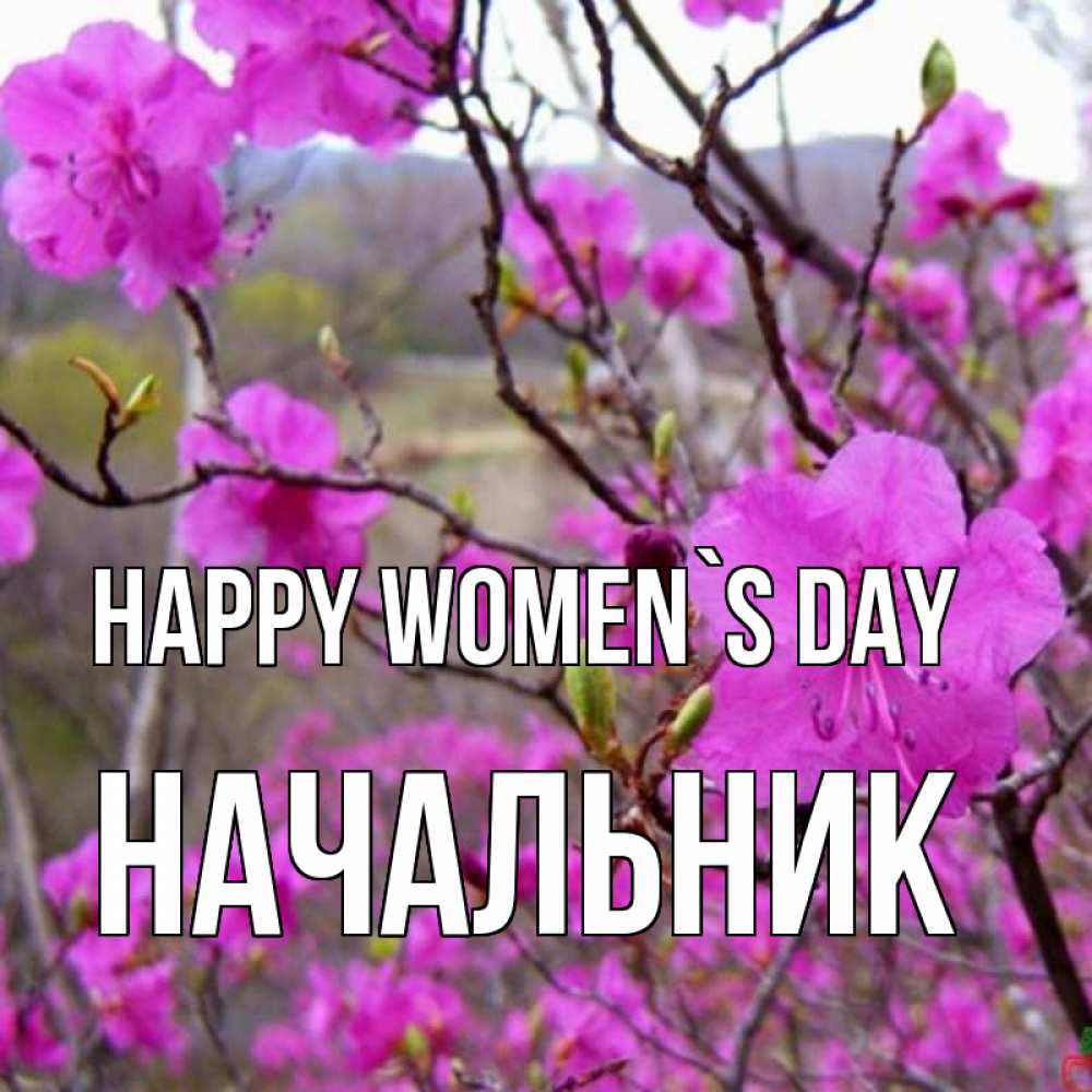 Greetings card с именем, Начальник happy women`s day международный женский день Greetings with text for free download 